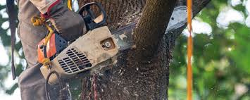 Why Choose Our Tree Removal Services in Fox Crossing, WI?