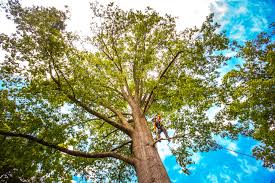 Best Fruit Tree Pruning  in Fox Crossing, WI