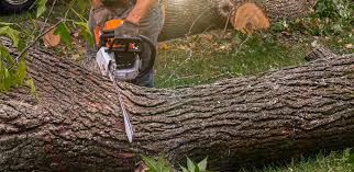 Best Tree Risk Assessment  in Fox Crossing, WI