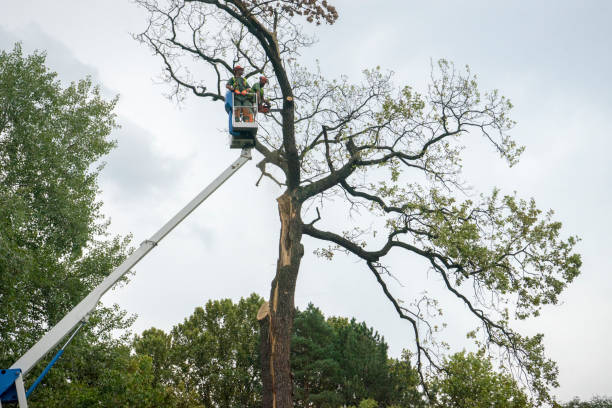 Best Tree Maintenance Programs  in Fox Crossing, WI