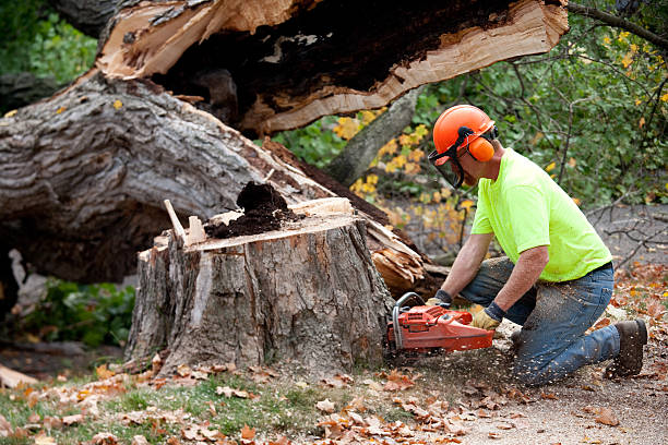 Best Utility Line Clearance  in Fox Crossing, WI