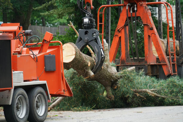 Best Lawn Disease Treatment  in Fox Crossing, WI