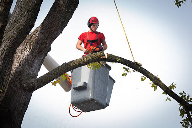 Best Root Management and Removal  in Fox Crossing, WI