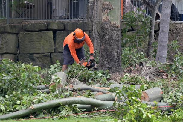 Best Stump Grinding and Removal  in Fox Crossing, WI