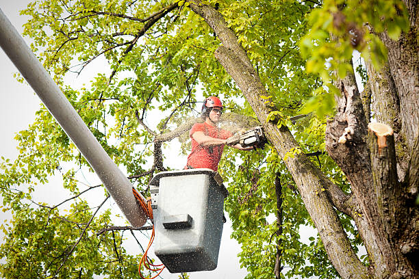 Best Arborist Consultation Services  in Fox Crossing, WI