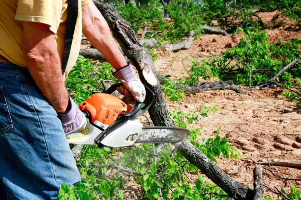 Trusted Fox Crossing, WI Tree Services Experts